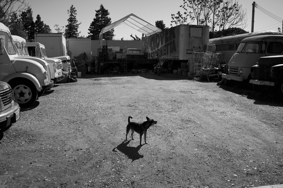 Guard Dog by Peter Adams.