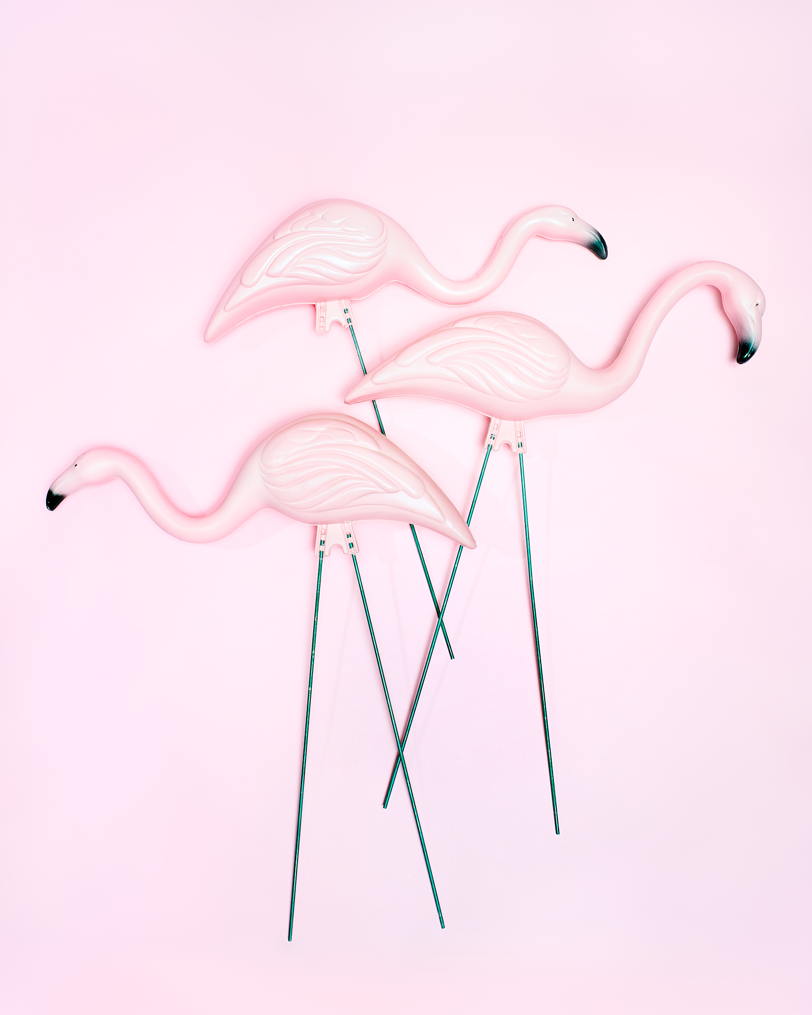 Plastic Flamingos by Peter Adams.