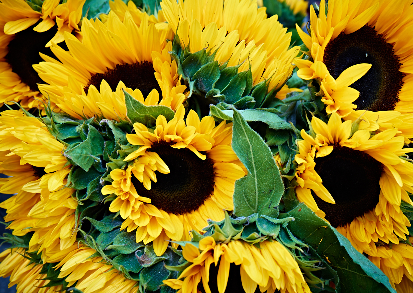 Sunflowers by Peter Adams.