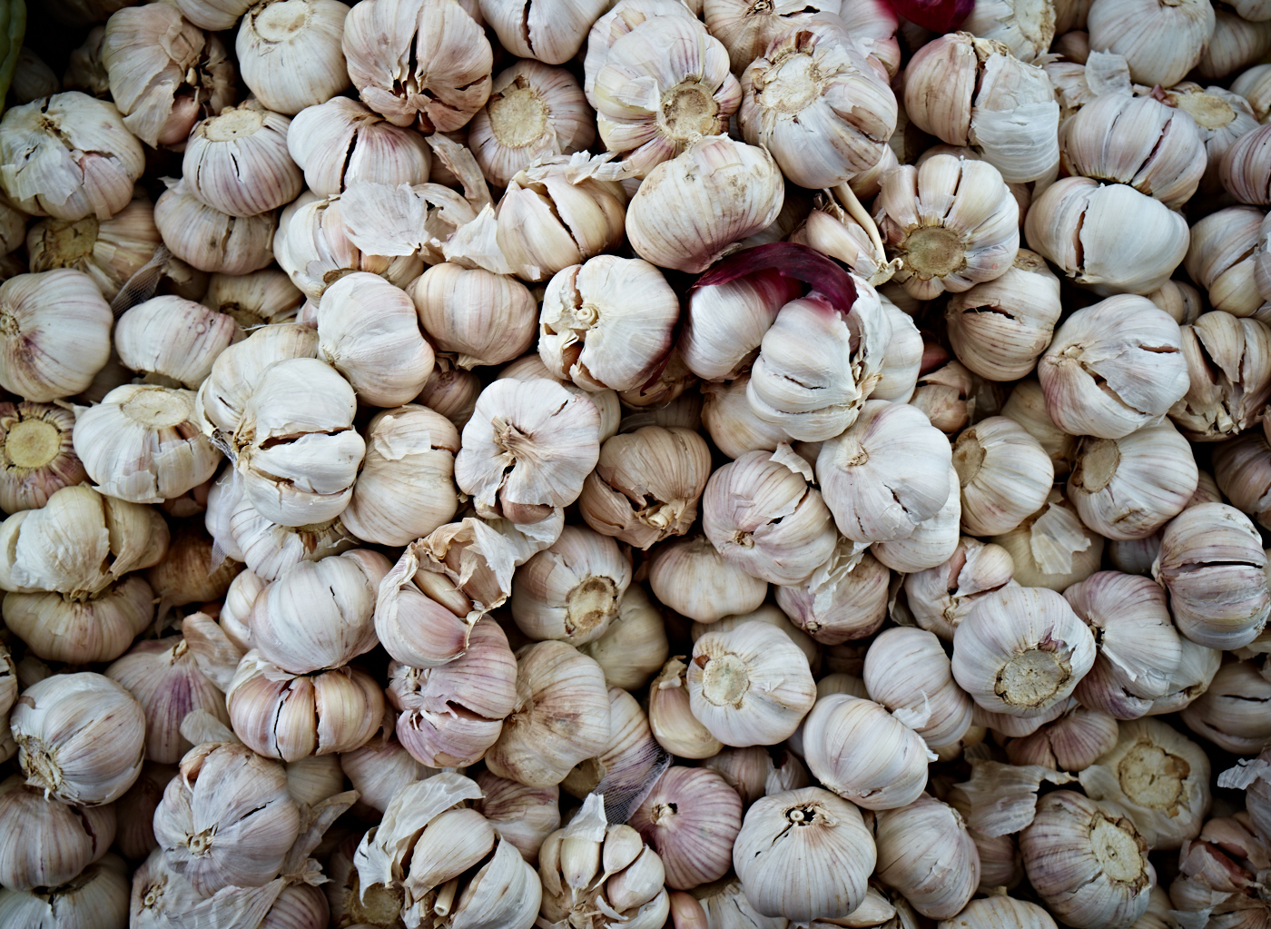 Garlick by Peter Adams.