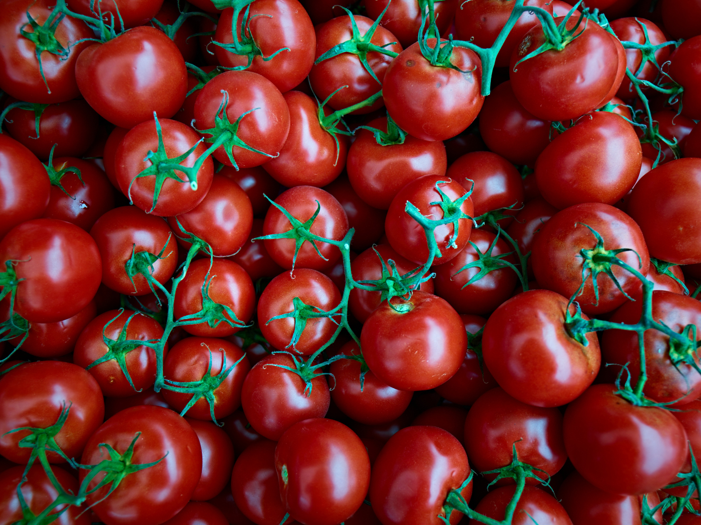 Roma Tomatos by Peter Adams.