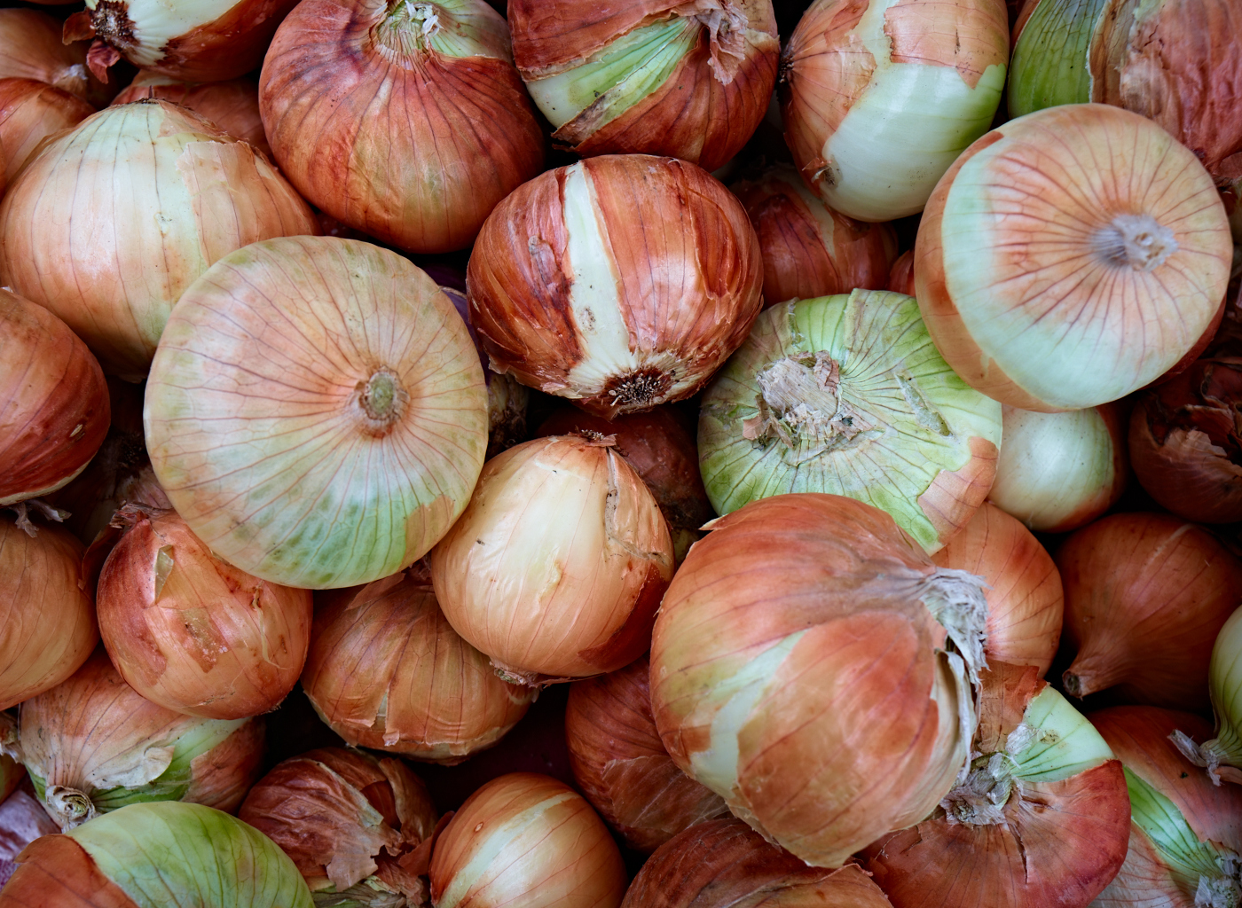 Onions by Peter Adams.