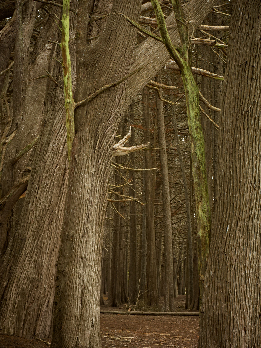 Cypress Tunnel by Peter Adams.