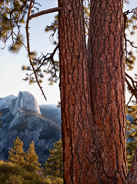 Glacier Point Pines by Peter Adams.