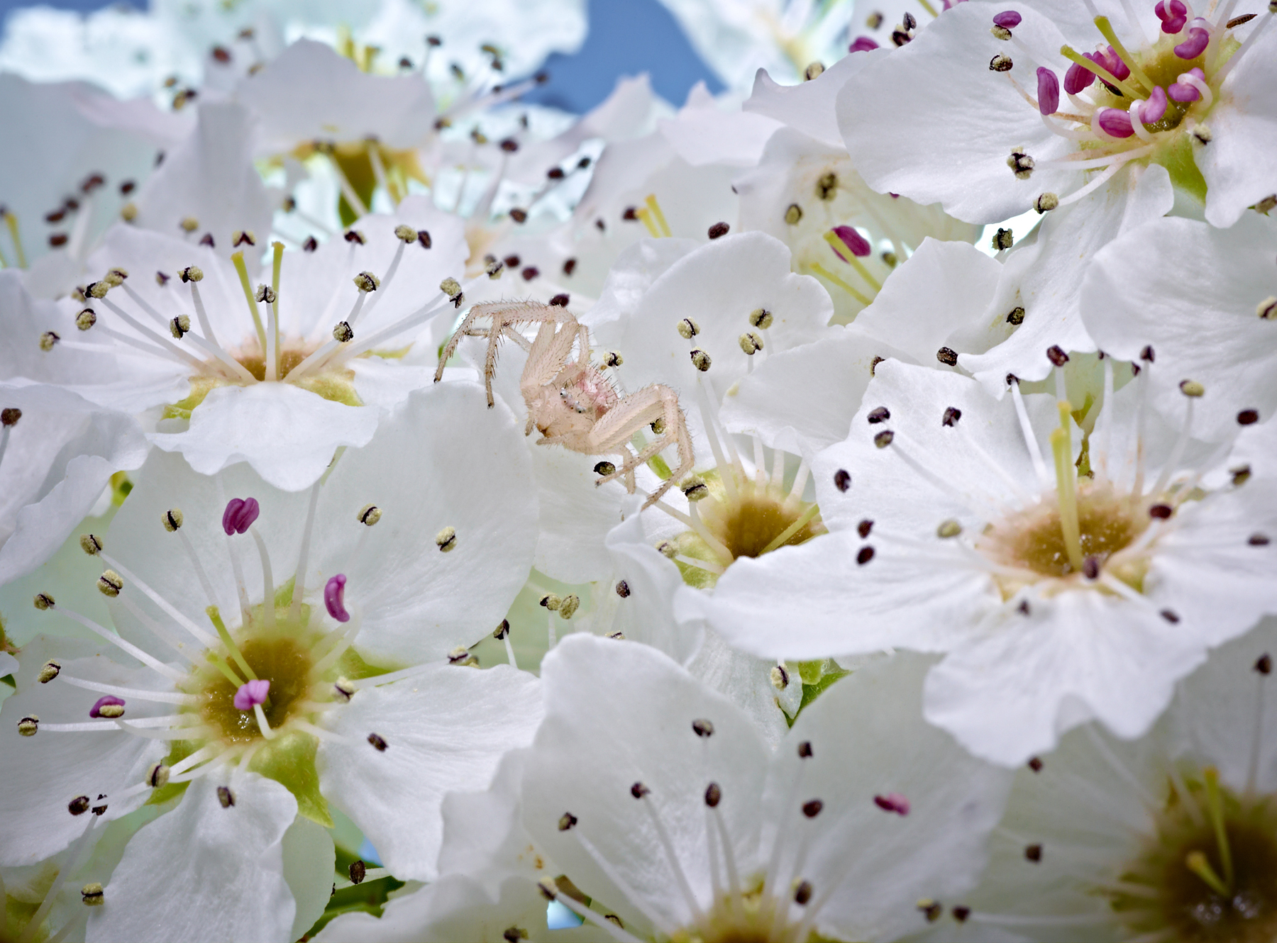 Spider In A Pear Tree by Peter Adams.