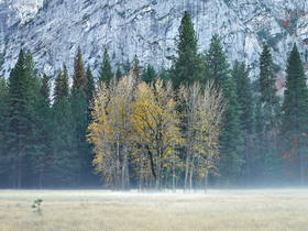 Ahwahnee Meadow by Peter Adams.