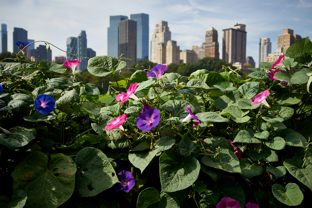 New York Vines by Peter Adams. 