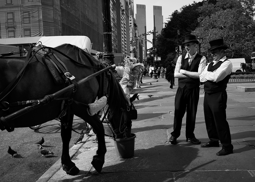 Carriage Horse by Peter Adams. 