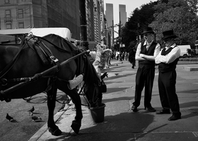 Carriage Horse by Peter Adams.